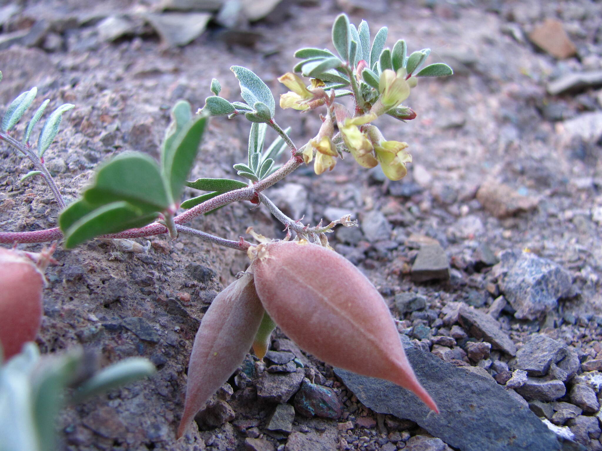 Astragalus amblytropis