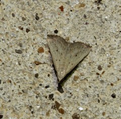 Macrochilo louisiana