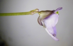 Utricularia livida
