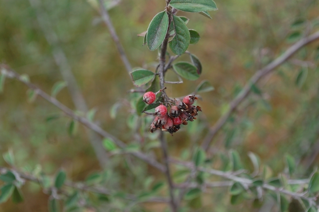 Malacomeles nervosa