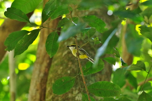 Machaerirhynchus flaviventer
