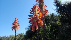 Aloe pluridens