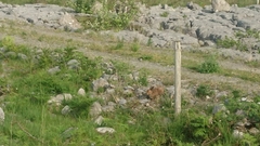 Lepus timidus hibernicus