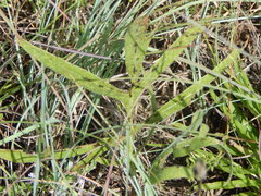 Silphium albiflorum
