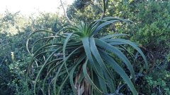 Aloe pluridens