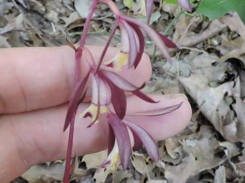 Image of Bletia warnockii by (c) Sam Kieschnick, some rights reserved (CC BY)