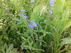 Veronica krylovii