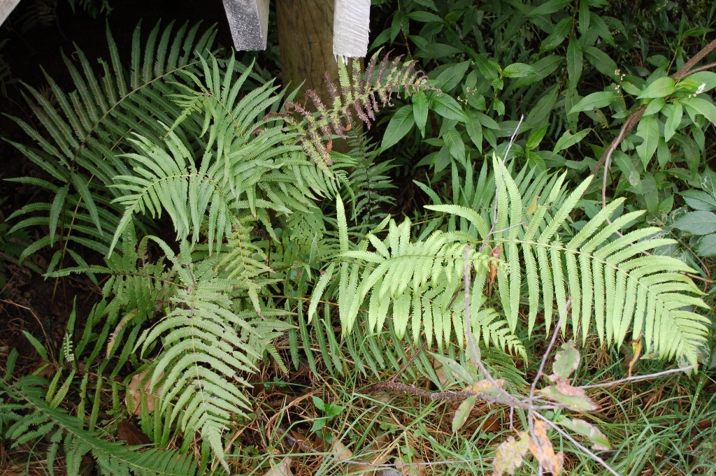 Amauropelta cheilanthoides