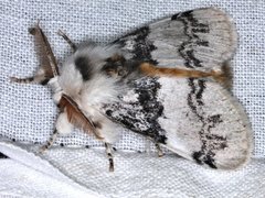 Iropoca rotundata