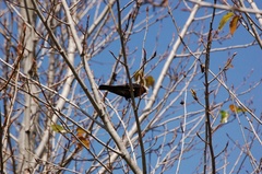 Turdus rufitorques