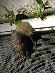 Orthalicus