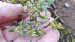 Crassula expansa expansa