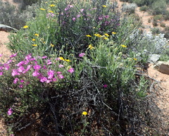 Osteospermum sinuatum