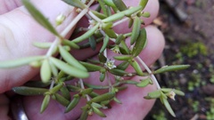 Crassula expansa expansa
