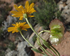Osteospermum sinuatum