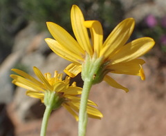 Osteospermum sinuatum