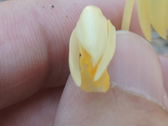 Bletia warnockii