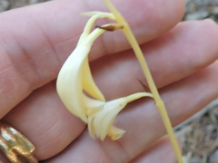 Bletia warnockii