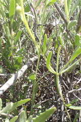 Osteospermum sinuatum