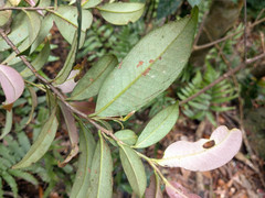 Adinandra formosana