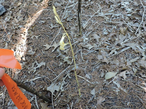 Image of Bletia warnockii by (c) Sam Kieschnick, some rights reserved (CC BY)