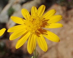 Osteospermum sinuatum
