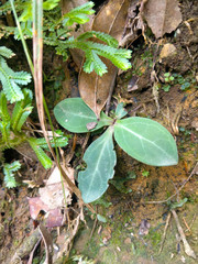 Swertia shintenensis