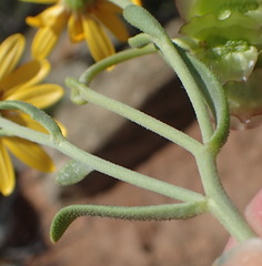 Osteospermum sinuatum