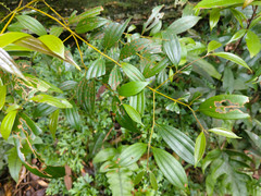 Cinnamomum subavenium