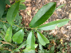 Ilex formosana