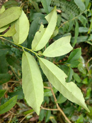 Ilex formosana