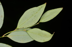 Smilax hayatae