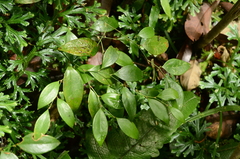 Smilax hayatae