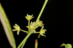 Smilax hayatae