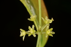 Smilax hayatae