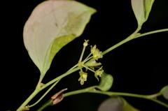Smilax hayatae