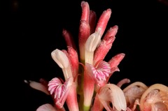 Alpinia japonica