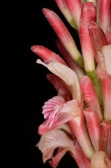 Alpinia japonica