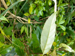 Itea parviflora
