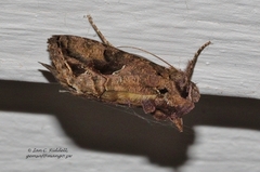 Ctenoplusia accentifera