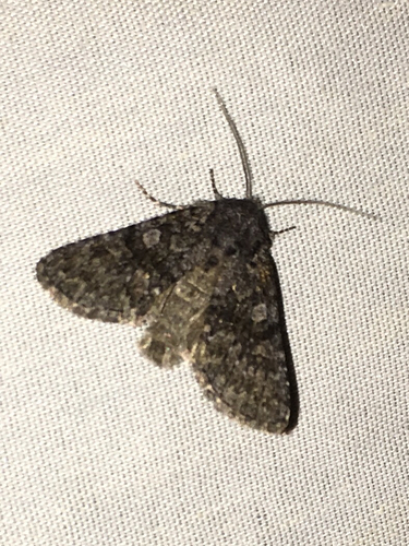 iNaturalist observation photo of Lasionycta