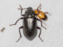 Prophanes simplex