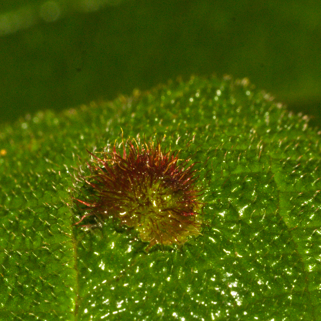 Rochadiplosis tibouchinae