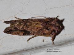 Ctenoplusia accentifera