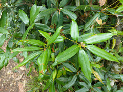 Quercus sessilifolia