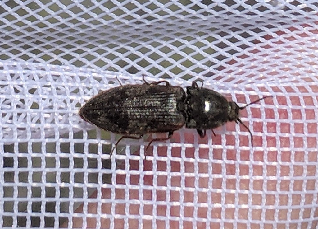 Setasomus