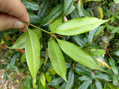 Quercus sessilifolia