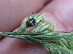 Palomena prasina