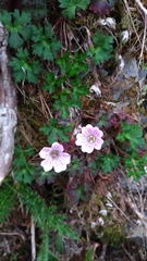Geranium hayatanum