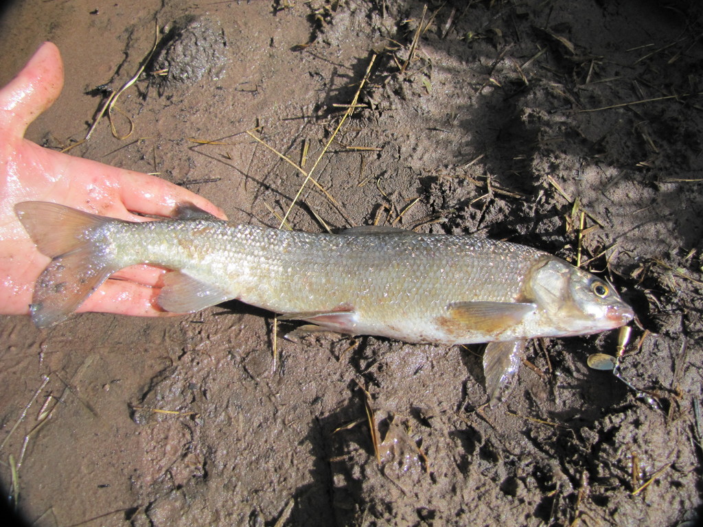 Mountain Whitefish (Trout,Salmon, and Char of colorado) · iNaturalist